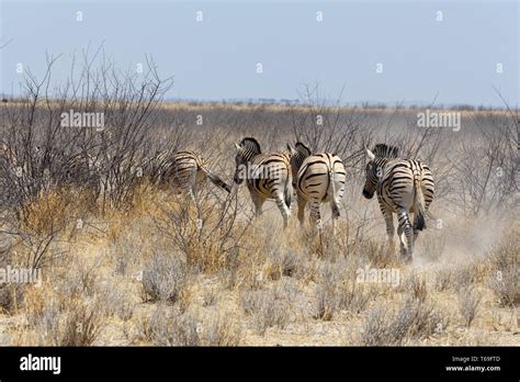 herd of Zebra in african bush Stock Photo - Alamy