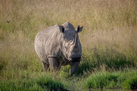 African Rhinoceros and Their Habitat. Where do They Live? – African Wildlife Report