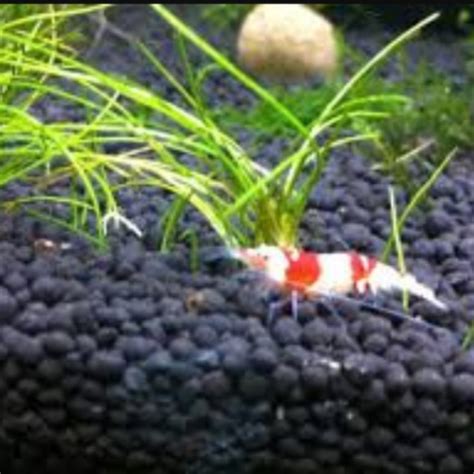 Aquarium Shrimp soil, aquarium carpet plants soil from Japan., Pet ...