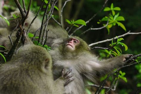 Brains over brawn: Mating strategies in Japanese macaques - Research ...