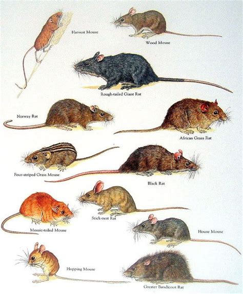 What's The Difference Between Field Mice And House Mice