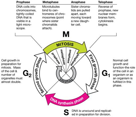 Cell cycle