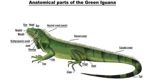 Iguanas Anatomy - Oz's Corner