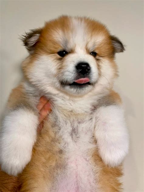 6 Japanese Akita Inu puppies for sale! Purebred - FEB 2nd | Dogs & Puppies for Rehoming ...