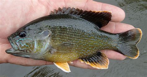 Virginia Tech Ichthyology Class : Green Sunfish Is One Tough Sparring Partner, by Don Orth