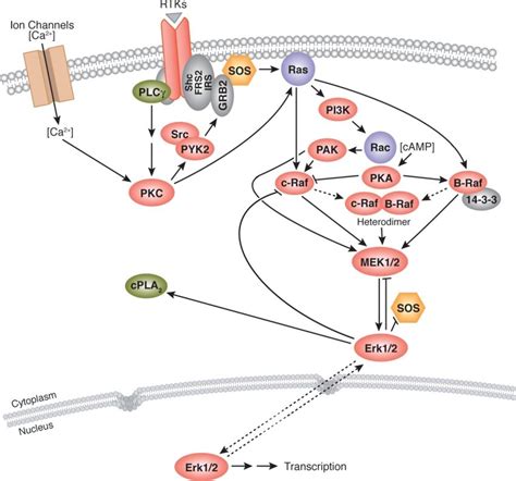 The MAPK pathway. Model representing the MAPK pathway, which starts... | Download Scientific Diagram