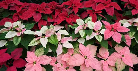 poinsettias colors