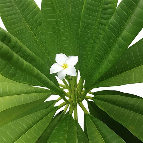 Plumeria rubra - Trees on White Photograph by Matt Tilghman - Pixels