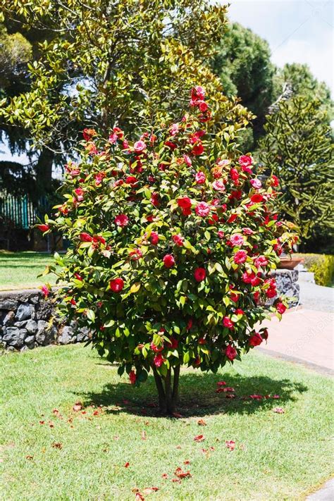 Camellia bush with pink flowers in spring day Stock Photo by ©vvoennyy 70981659