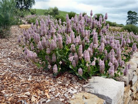 Ptilotus exaltatus ‘Joey’ – Mulla Mulla | Gardening With Angus