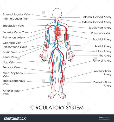 Circulatory System Drawing at PaintingValley.com | Explore collection of Circulatory System Drawing