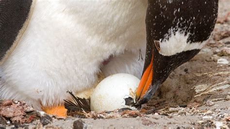 The Art of Hatching an Egg, Explained | Audubon