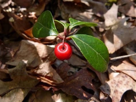 Maryland Biodiversity Project - Eastern Teaberry (Gaultheria procumbens)