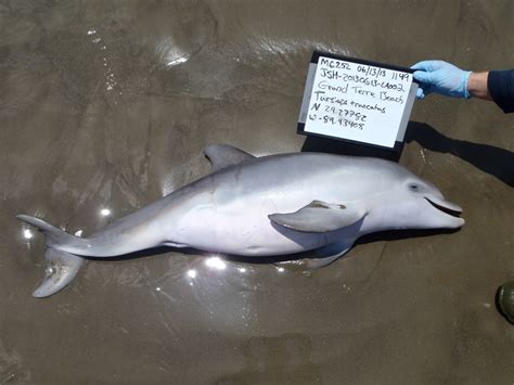 Hundreds of baby dolphin deaths linked to BP oil spill