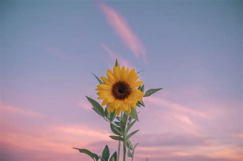 Sunflower Minimal 5k Wallpaper,HD Flowers Wallpapers,4k Wallpapers ...