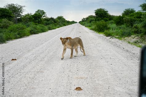 Lion Prowling Stock Photo | Adobe Stock