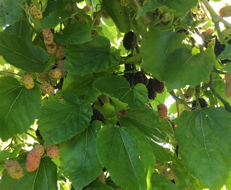 Mulberry Leaf - Green Connect Illawarra