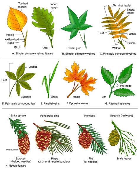 Leaf Types Morphology Carlson Stock Art – NBKomputer