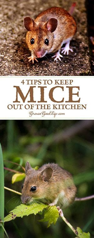 Best Pest Control, Natural Pest Control, Insect Control, Keep Mice Away, How To Deter Mice, Mice ...