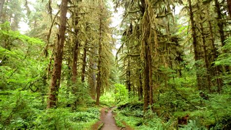 Olympic National Park Hiking Camping | mail.napmexico.com.mx