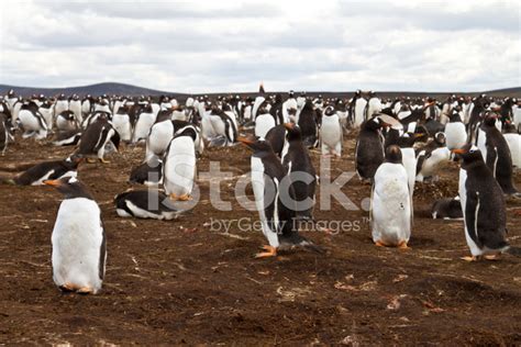 Gentoo Penguin Colony, Falkland Islands Stock Photo | Royalty-Free ...