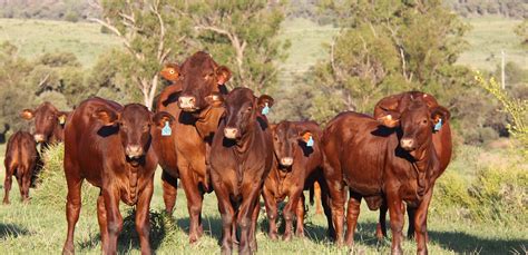 Gyranda Females - Gyranda Santa Gertrudis Bulls