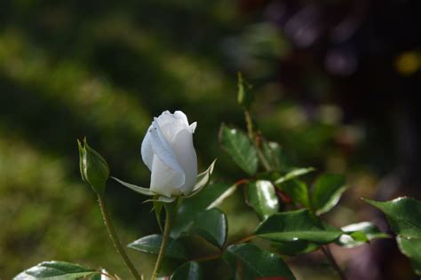 White Rose Bud Free Stock Photo - Public Domain Pictures