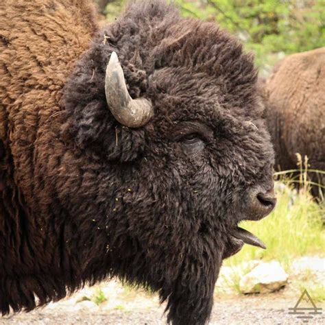 Fun Fact: Custer State Park Buffalo Herd