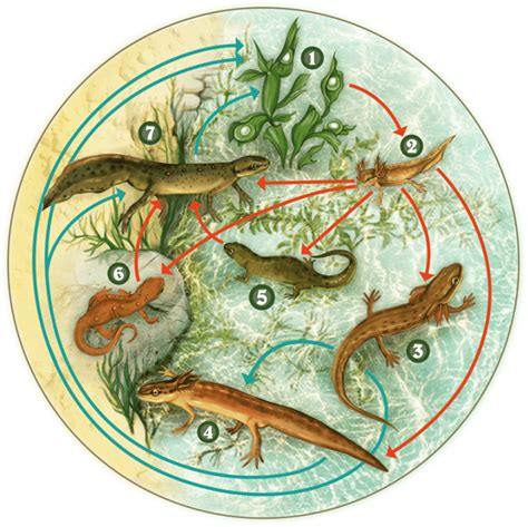 What the Eft? The Odd Life Cycle of the Eastern Newt