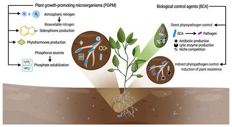 Plants | Free Full-Text | Beneficial Microorganisms in Sustainable Agriculture: Harnessing ...