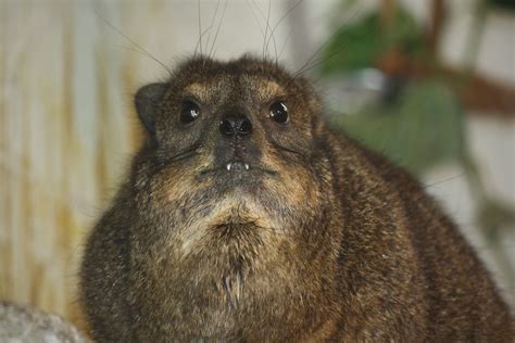 The rock hyrax is found across Africa and the Middle East, in habitats ...