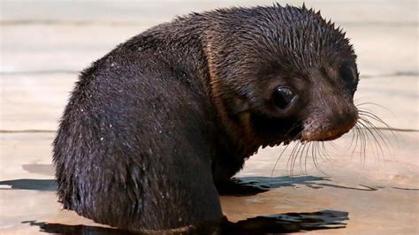 Taronga Zoo welcomes birth of long-nosed seal pup | PerthNow