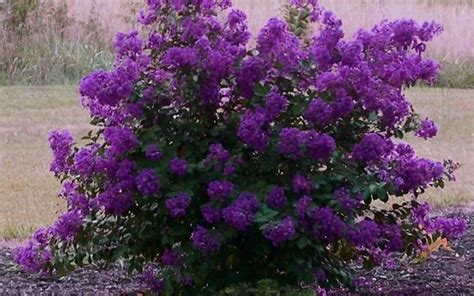 Velvet Crepe Myrtle: 4 - 5ft tall | Dark purple flowers, Myrtle tree, Flowering shrubs