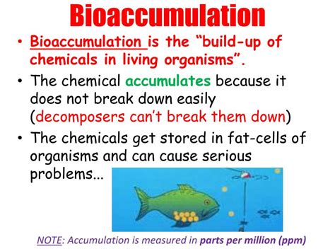 PPT - BIOACCUMULATION PowerPoint Presentation, free download - ID:4568608