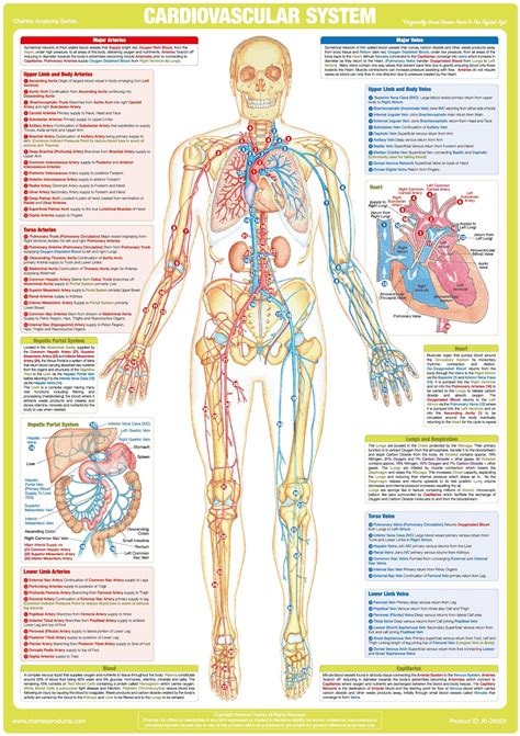 Cardiovascular System Poster