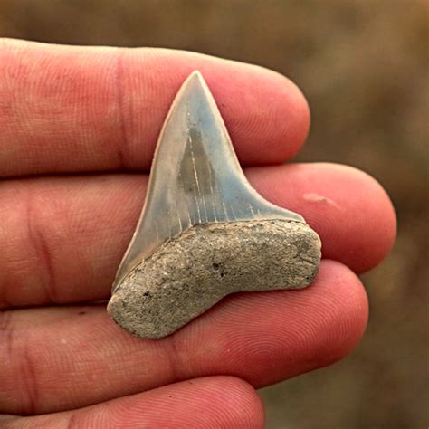 Mako Shark Tooth | Miocene | Lee Creek, NC - PaleoCris