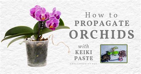 Orchid Flower Stem Propagation | Best Flower Site