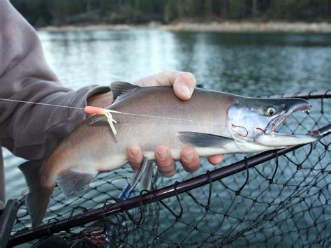 How to Catch Kokanee Salmon | Sport Fishing Mag