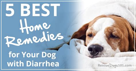 5 Best Home Remedies for Your Dog with Diarrhea - Rescue Dogs 101