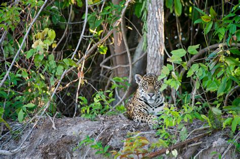 Day of the Jaguar: Panthera efforts to ensure these magnificent ...