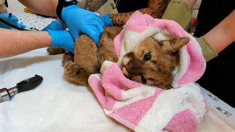 Starving, orphaned mountain lion cub gets a second chance after being ...