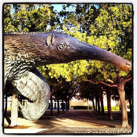 16 best The Anteater (UCI Mascot) images on Pinterest | Peter o'toole, Akron zips and College life