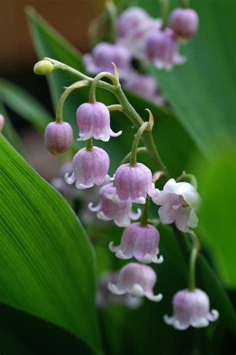 Convallaria Rosea – De Vroomen Garden Products | Professional