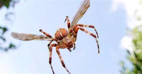 SoCal Scientists Discover Species of Flying Spider That’s Highly Venomous