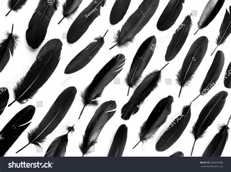 46.142 Raven Feather Bilder, Stockfotos und Vektorgrafiken | Shutterstock