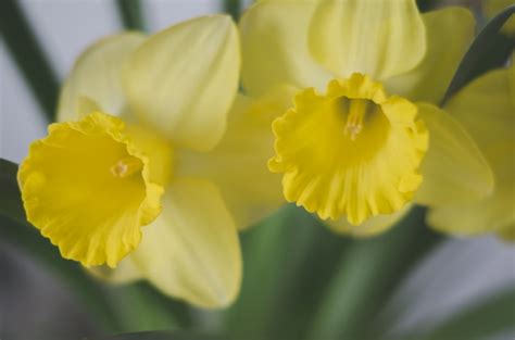 Premium Photo | Yellow daffodils flowers.