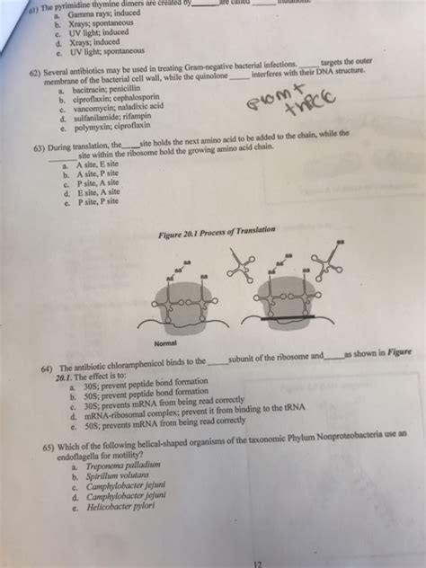 Solved 61) The pyrimidine thymine dimers are created by are | Chegg.com