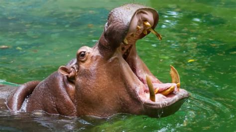 Hippos Eat Way More Meat than We Thought, and It Can Make Them Sick