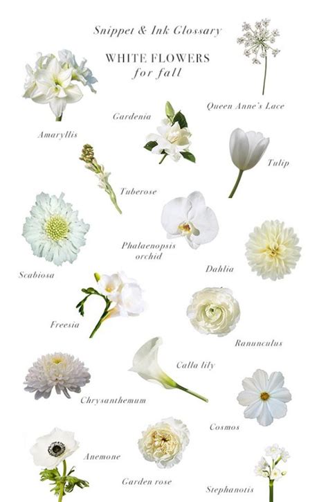 White Flowers For Fall Weddings :: Snippet & Ink Glossary - Snippet ...