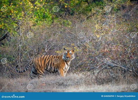 Young Bengal Tiger in Natural Habitat. the Bengal (Indian) Tiger Panthera Tigris Tigris Stock ...